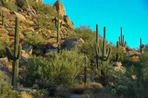 Scottsdale Arizona cactus