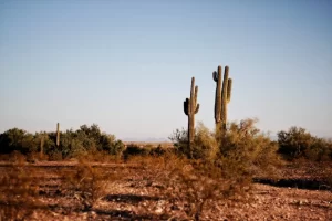 Arlington Texas - cactus and desert with blue sky
