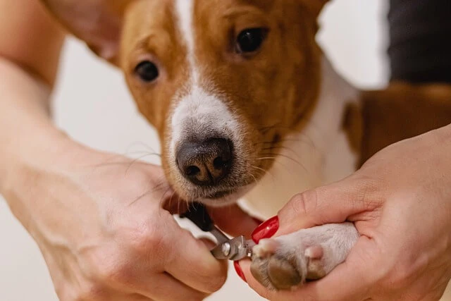 Dog grooming - clipping dog's nails