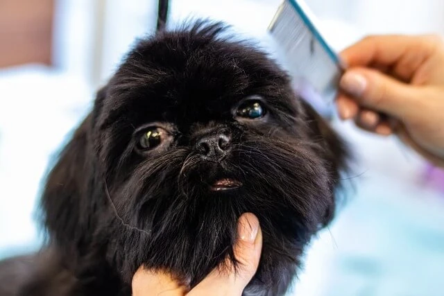 Dog Grooming - combing black dog's hair