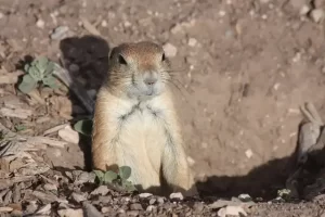 Lubbock Texas - prairie dog