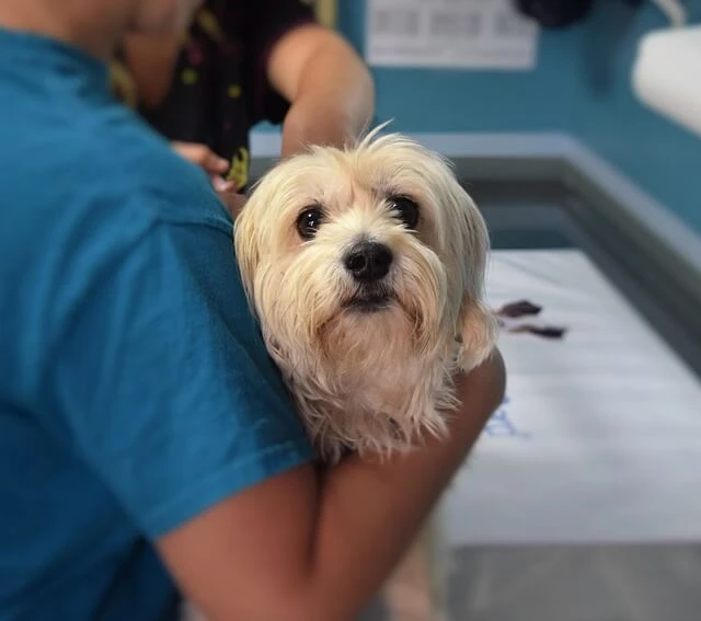 Veterinary Clinic-vet assistant holding small Lhasa Apso dog