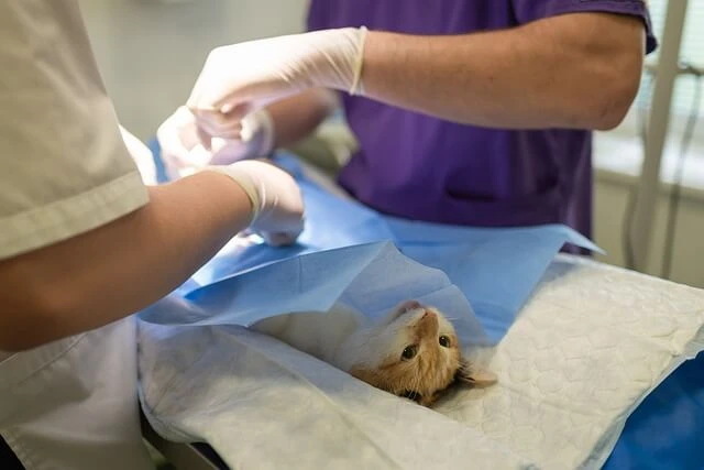 Veterinary Clinic-doctors operating on cat