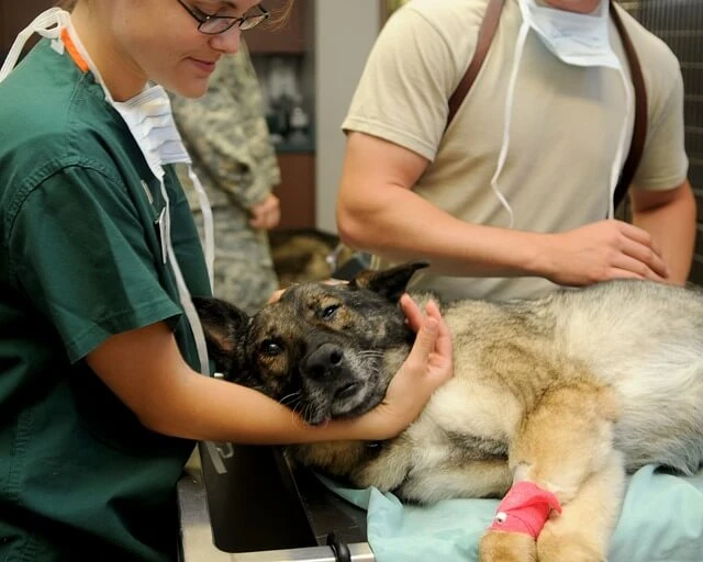 Veterinary Clinic-Doctor and assistant hold German Shepherd dog