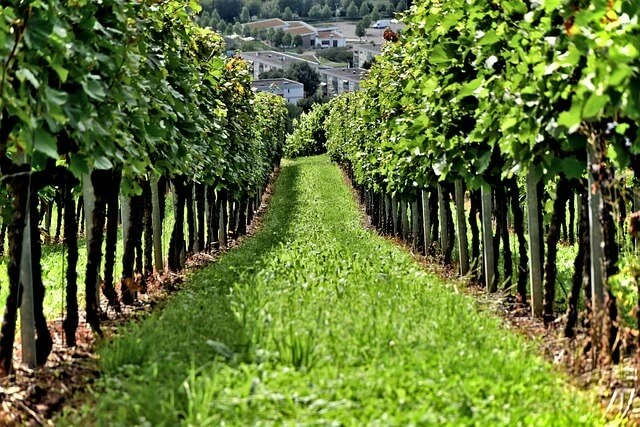 Winery-green vineyards with mature grape vines